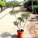 Multihead Olea Europea Greensouq