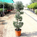 Spiral Olea Europea Greensouq