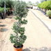 Spiral Olea Europea Greensouq