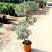 Spiral Olea Europea Greensouq