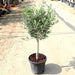 Olive Single Head Bonsai Greensouq