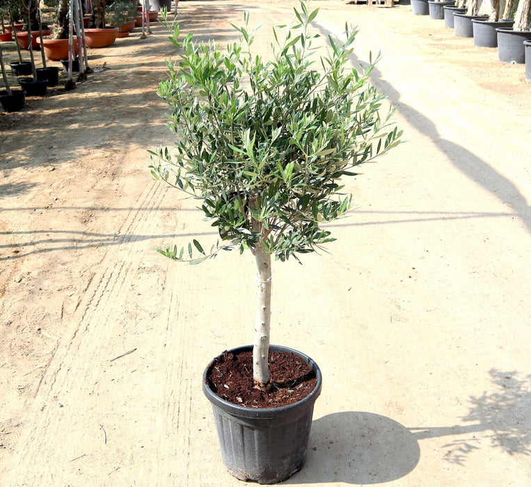 Olive Single Head Bonsai Greensouq
