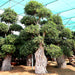 Ficus Nitida Bonsai Greensouq