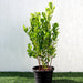 Ficus panda Evergreen Plant 40-50cm Greensouq