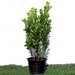 Ficus panda Evergreen Plant 40-50cm Greensouq