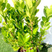 Ficus panda Evergreen Plant 40-50cm Greensouq