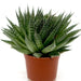 Aloe aristata | Aristaloe Aristata Greensouq