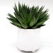 Aloe aristata | Aristaloe Aristata Greensouq