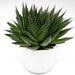 Aloe aristata | Aristaloe Aristata Greensouq