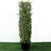 Ehretia Cylindrical Shape "Ehretia Microphylla" Greensouq