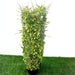 Ehretia Cylindrical Shape "Ehretia Microphylla" Greensouq