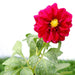 Dahlias Mix Flowering Plant Greensouq