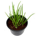 Spring Onion Plant Greensouq
