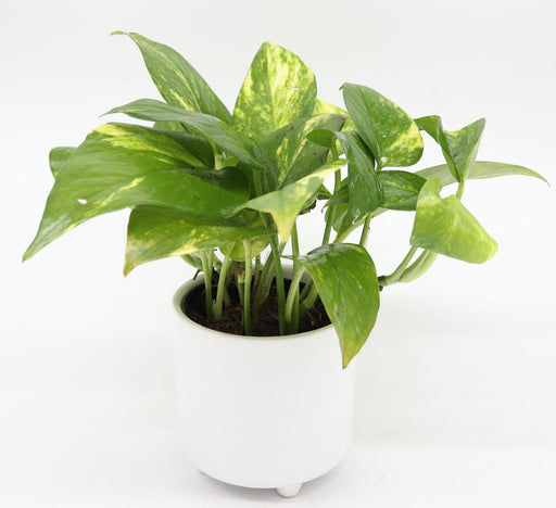 Money Plant Small "Epipremnum aureum" Greensouq