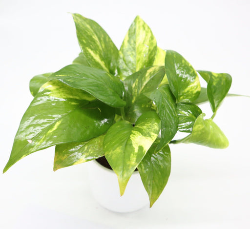 Money Plant Small "Epipremnum aureum" Greensouq