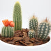 Mini Cactus Garden Lovers Gift in White Ceramic pot Greensouq