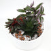 Mini Evergreen Garden | Lovers Gift Greensouq