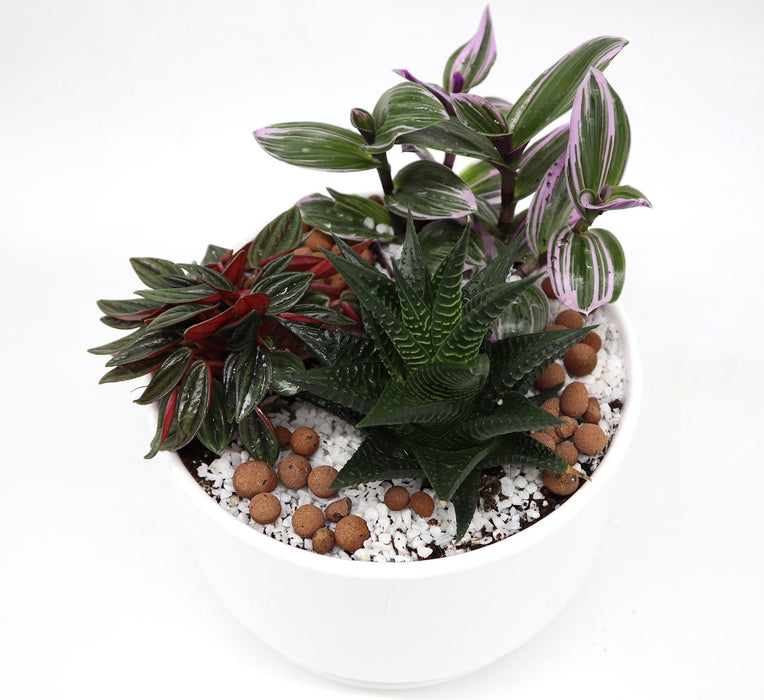 Mini Evergreen Garden | Lovers Gift Greensouq