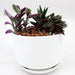 Mini Evergreen Garden | Lovers Gift Greensouq