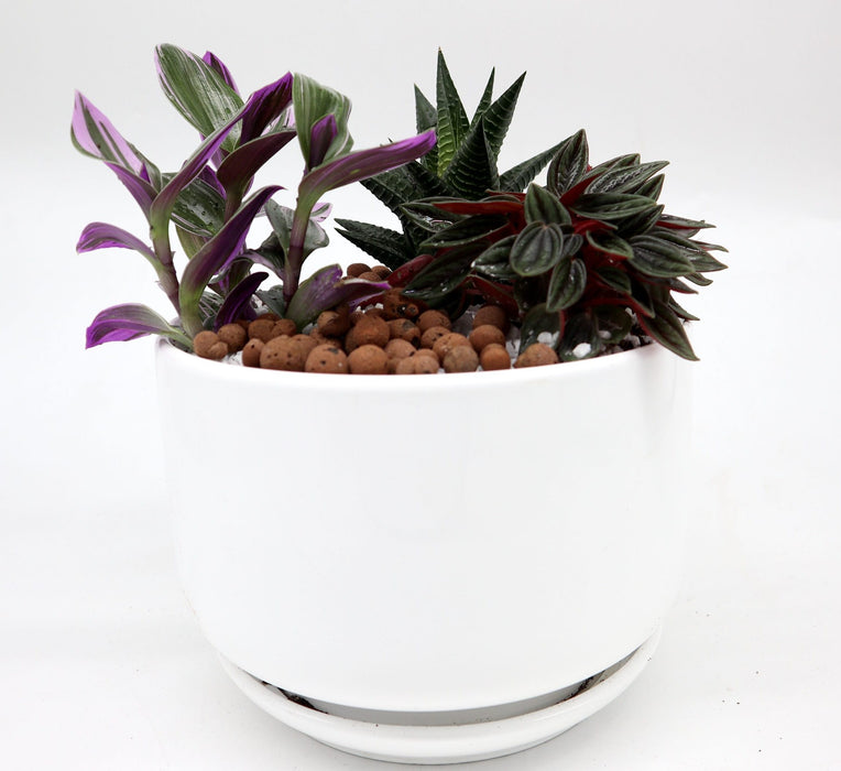 Mini Evergreen Garden | Lovers Gift Greensouq