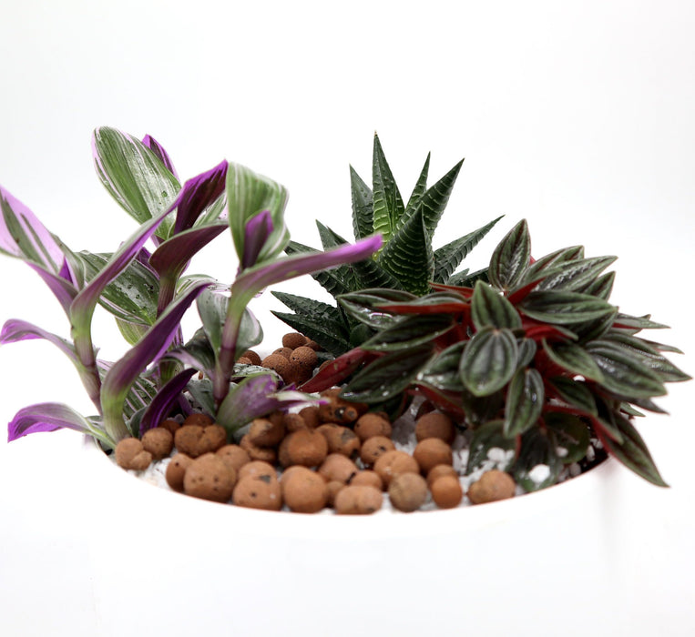 Mini Evergreen Garden | Lovers Gift Greensouq