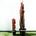Euphorbia Trigona