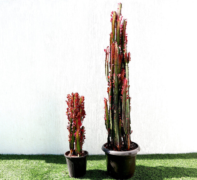 Euphorbia Trigona