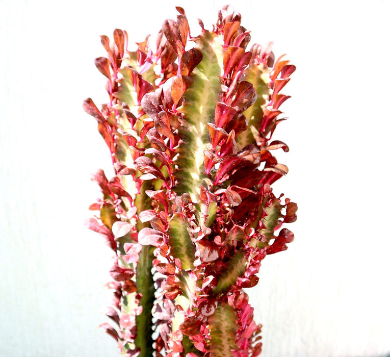 Trigona Rubra | Euphorbia Trigona | Friendship Cactus