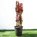 Trigona Rubra Greensouq