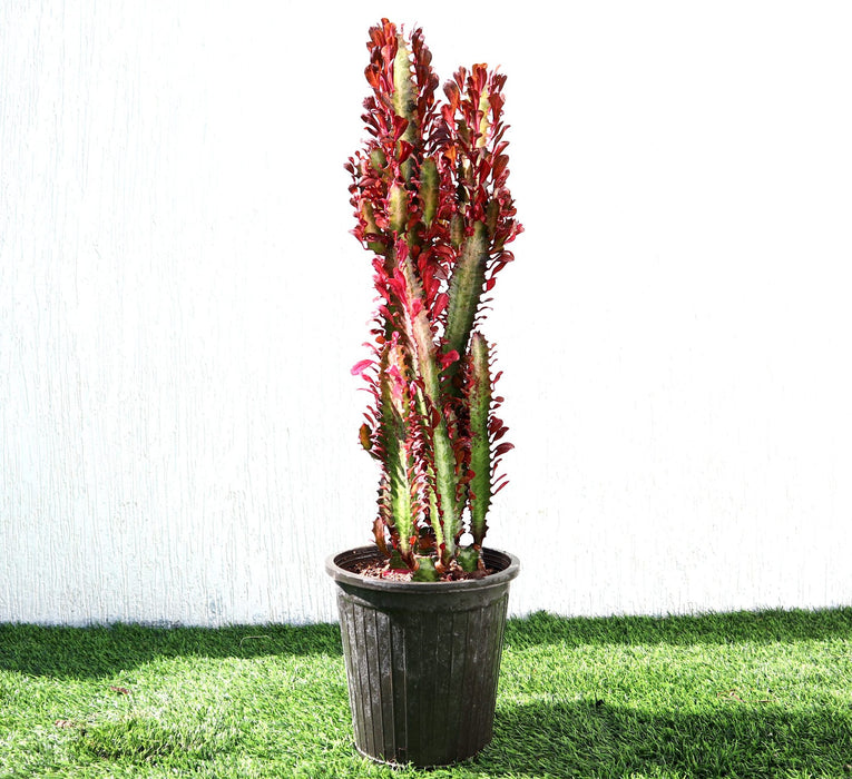 Trigona Rubra Greensouq