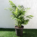 Chamaedorea Palm Greensouq