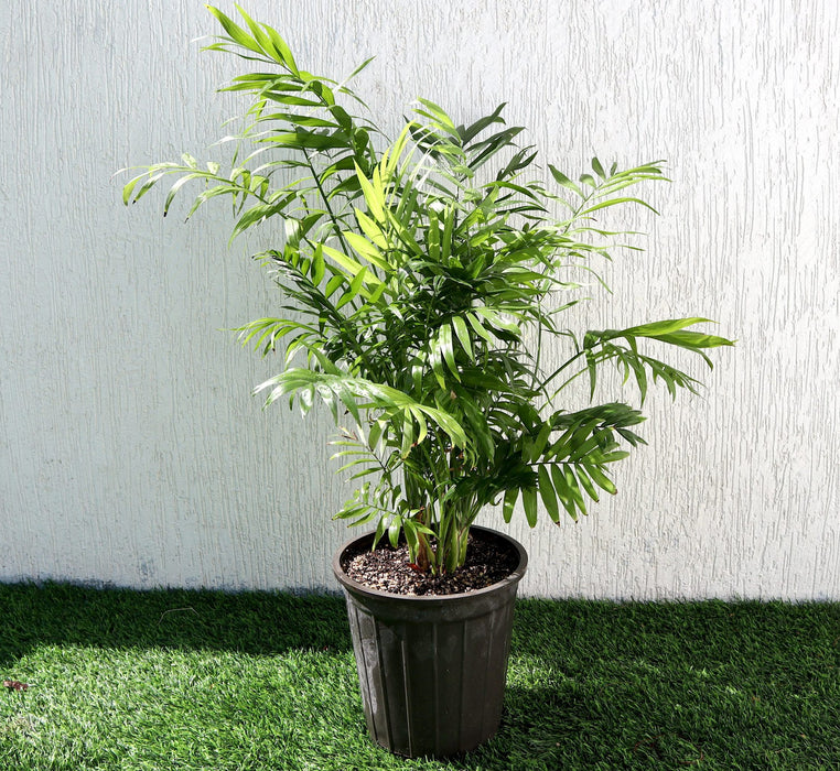 Chamaedorea Palm Greensouq