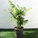 Chamaedorea Palm Greensouq