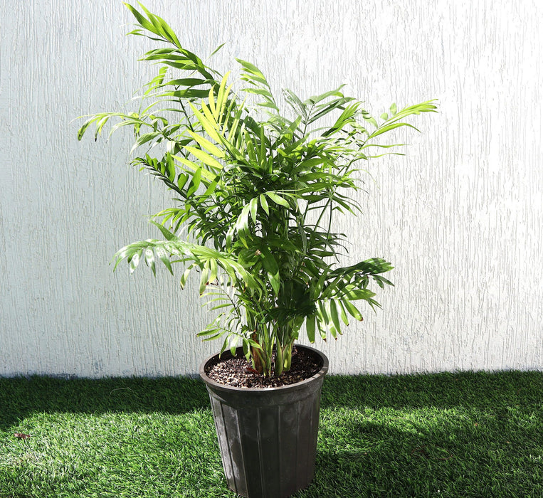Chamaedorea Palm Greensouq