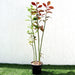 Euphorbia grantii Greensouq
