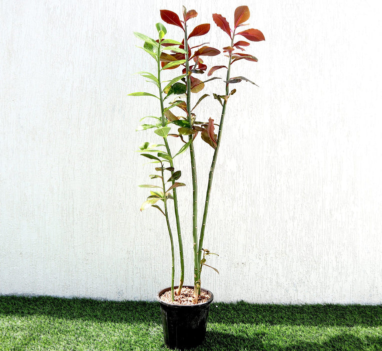 Euphorbia grantii Greensouq