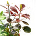 Euphorbia grantii Greensouq