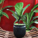 Ficus lyrata or Fiddle leaf Fig 15-20cm