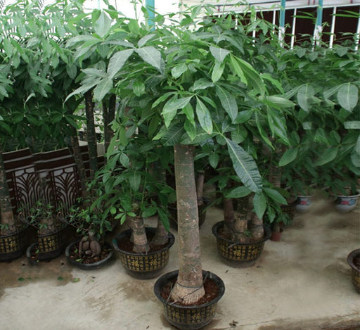 Pachira aquatica, Money Tree “120-150mm Trunk Dia”