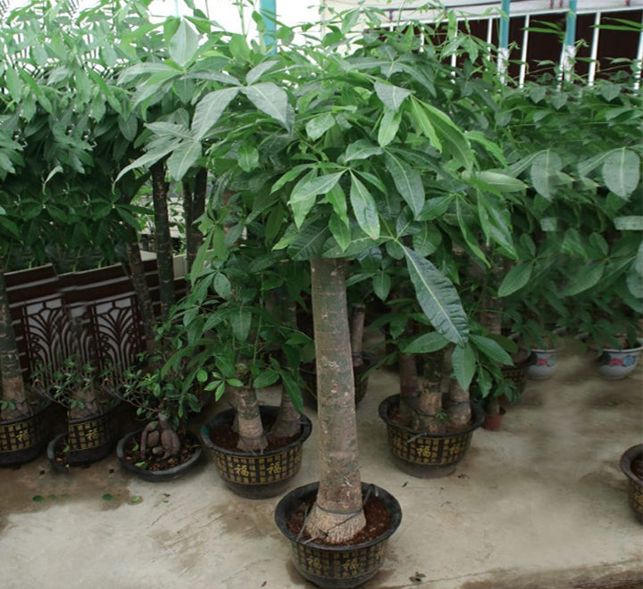Pachira aquatica, Money Tree “120-150mm Trunk Dia”