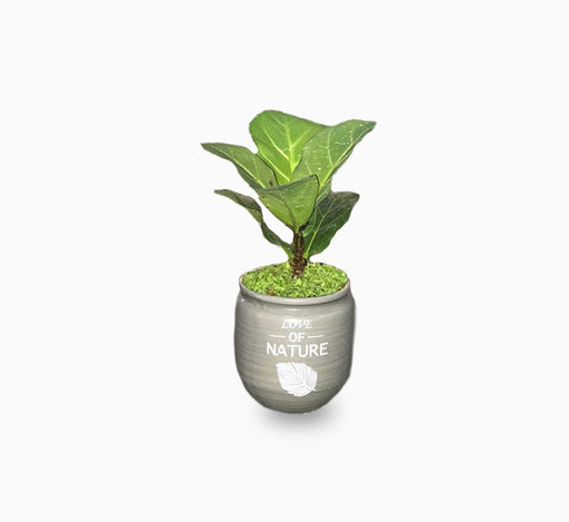 Ficus lyrata or Fiddle leaf Fig 15-20cmFicus lyrata or Fiddle leaf Fig 15-20cm