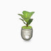 Ficus lyrata or Fiddle leaf Fig 15-20cmFicus lyrata or Fiddle leaf Fig 15-20cm