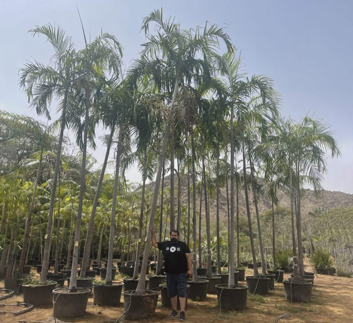Carpentaria acuminata “Carpentaria Palm”