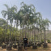 Carpentaria acuminata “Carpentaria Palm”