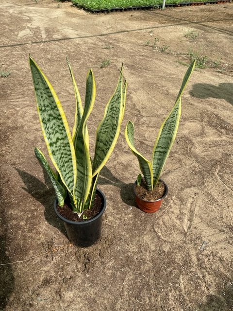 Sansevieria Trifasciata Or Snake Plant (Outdoor)