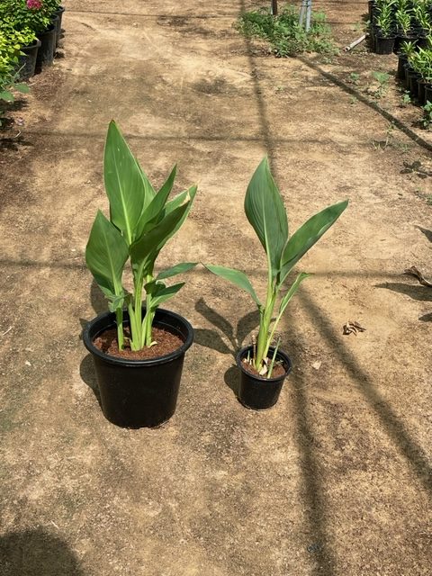 canna green