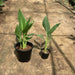 canna green