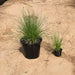 PENNISETUM TALL GRASS GREEN SOUQ