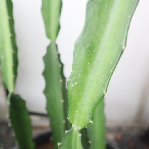 Kanzacam Succulent Cactus