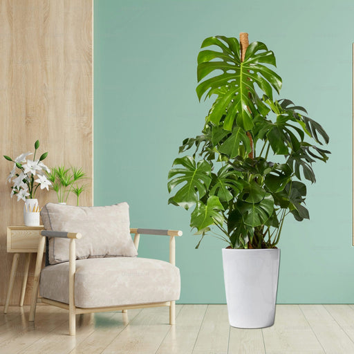 Monstera Deliciosa “The Hurricane or Swiss Cheese Plant” Holland